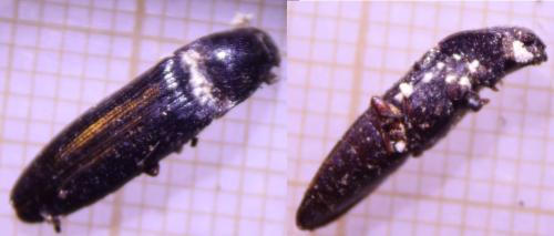 Melanotus sp.